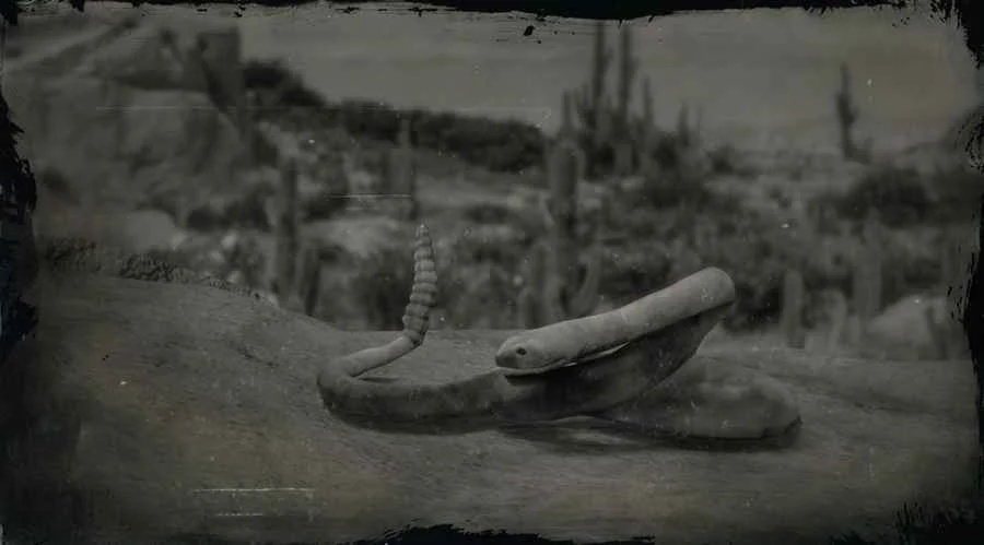 Black-tailed Rattlesnake