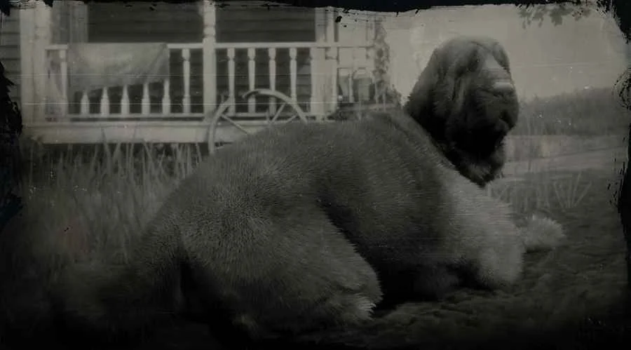 Bloodhound