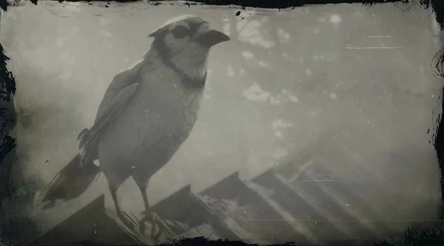 Blue Jay
