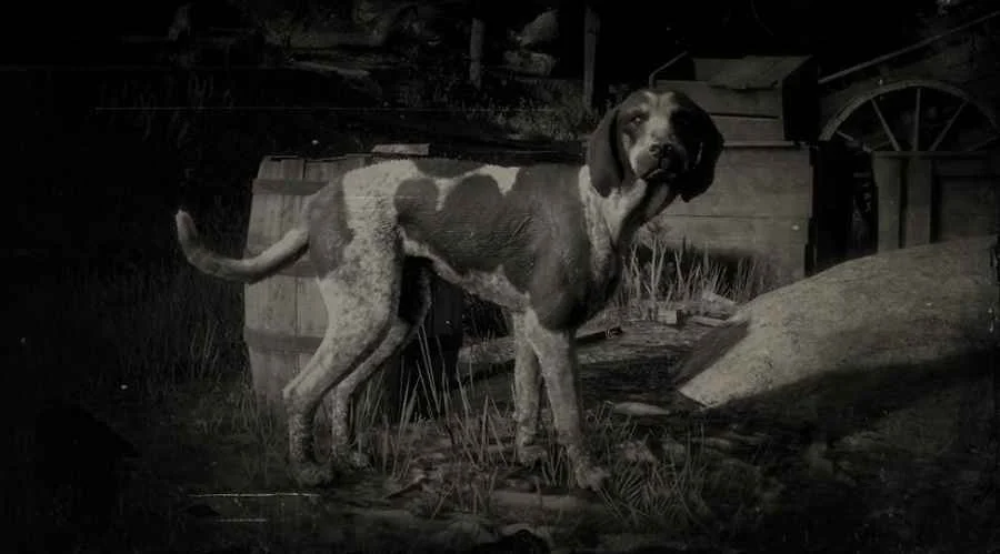 Bluetick Coonhound