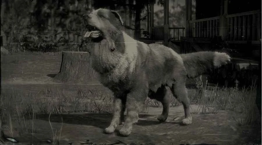 Border Collie