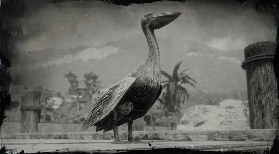 Brown Pelican