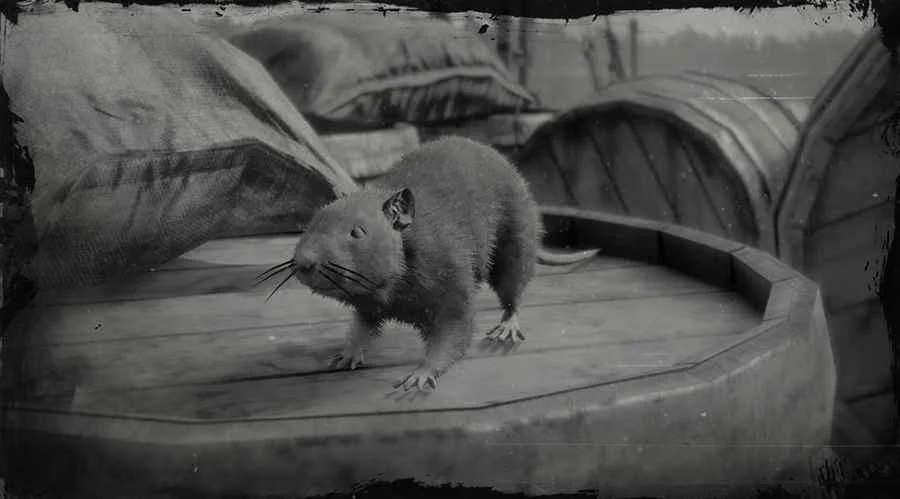 Brown Rat