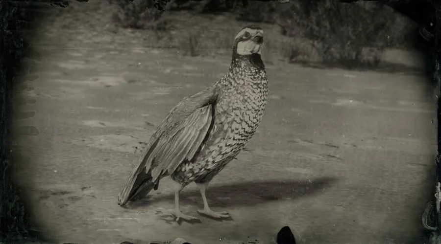 California Quail