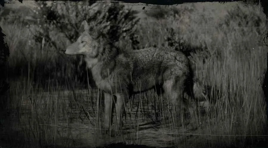 California Valley Coyote