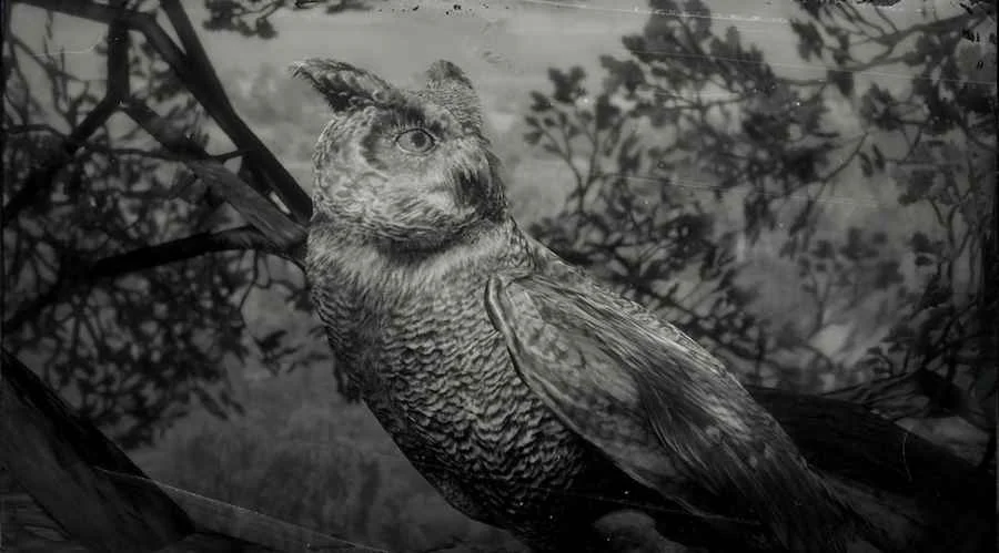 Californian Horned Owl