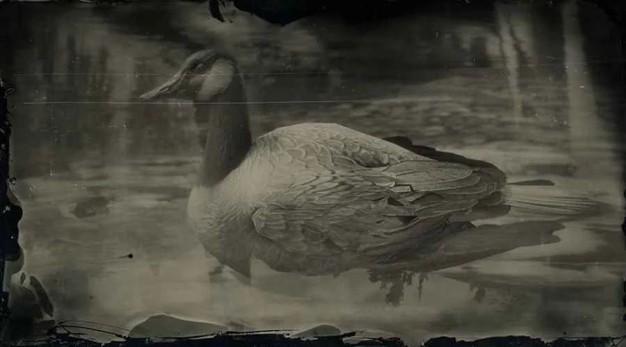 Canada Goose