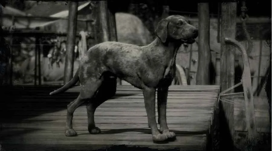 Catahoula Cur