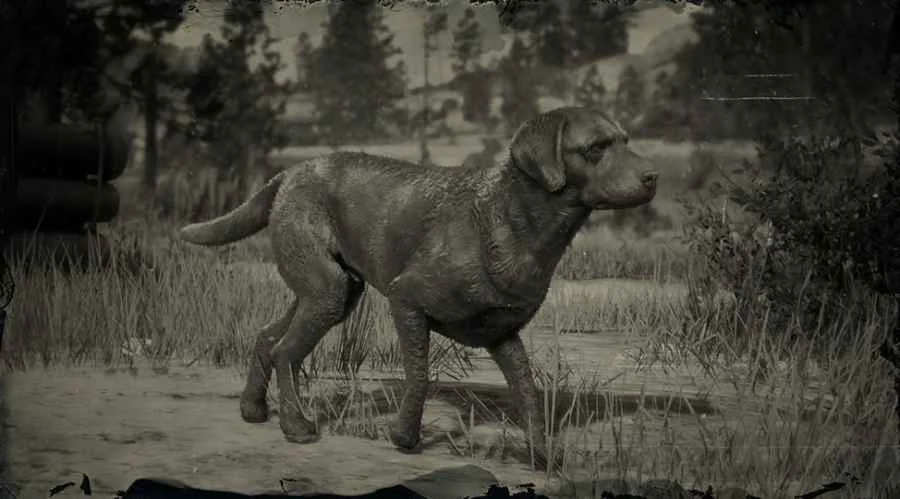 Chesapeake Bay Retriever