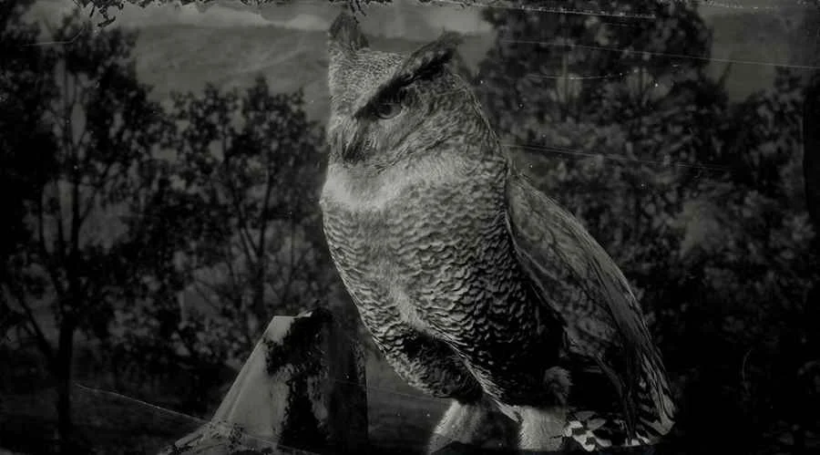 Coastal Horned Owl
