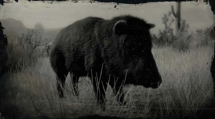 Collared Peccary