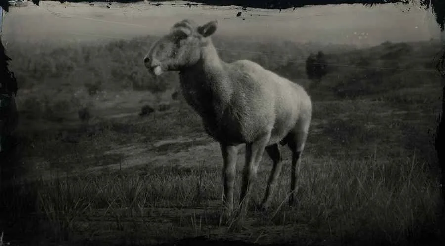 Desert Bighorn Sheep