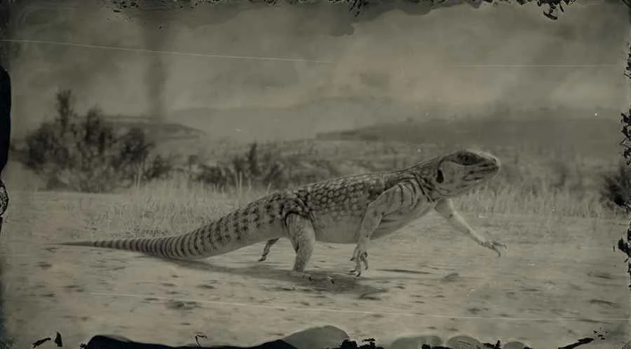 Desert Iguana