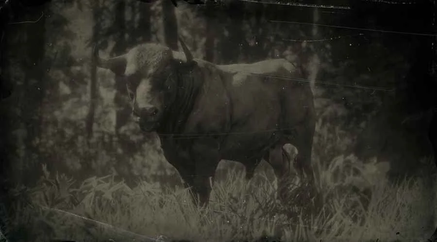 Devon Bull