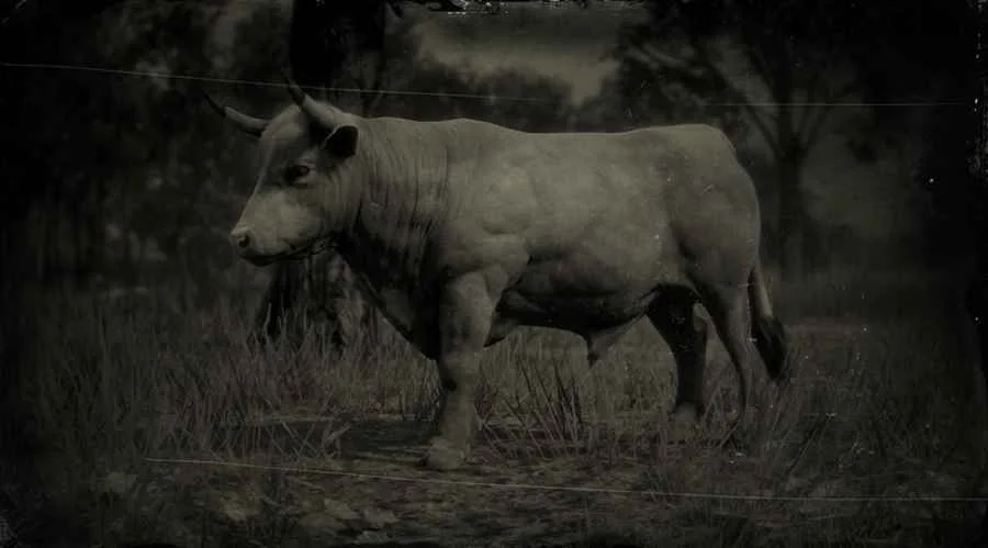 Devon Ox