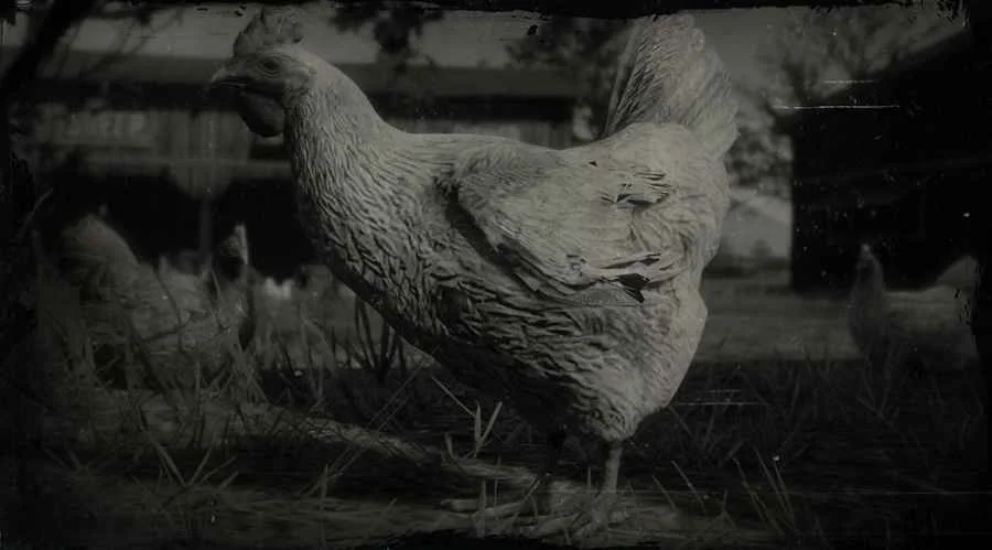 Dominique Chicken