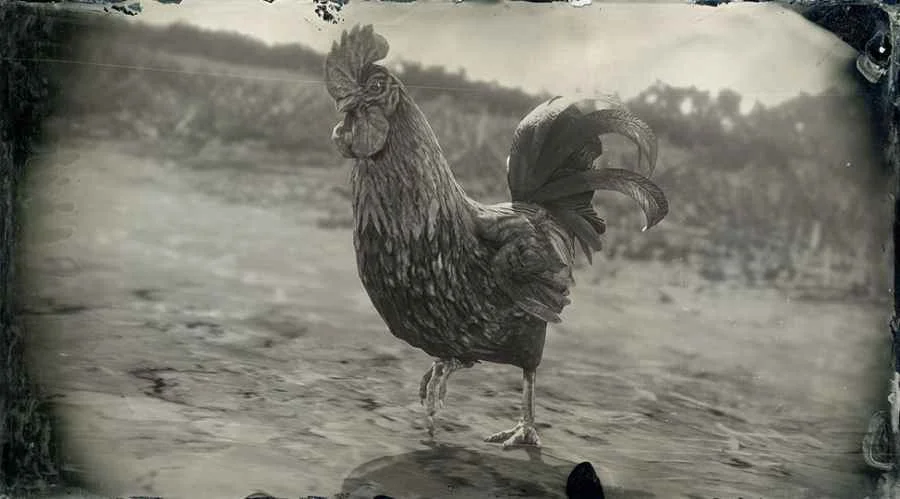 Dominique Rooster