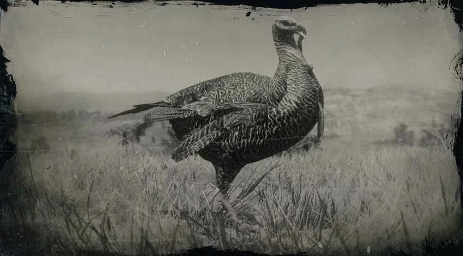 Eastern Wild Turkey