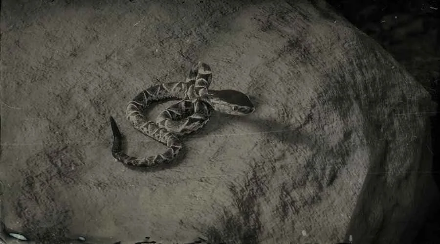 Fer-de-Lance Snake