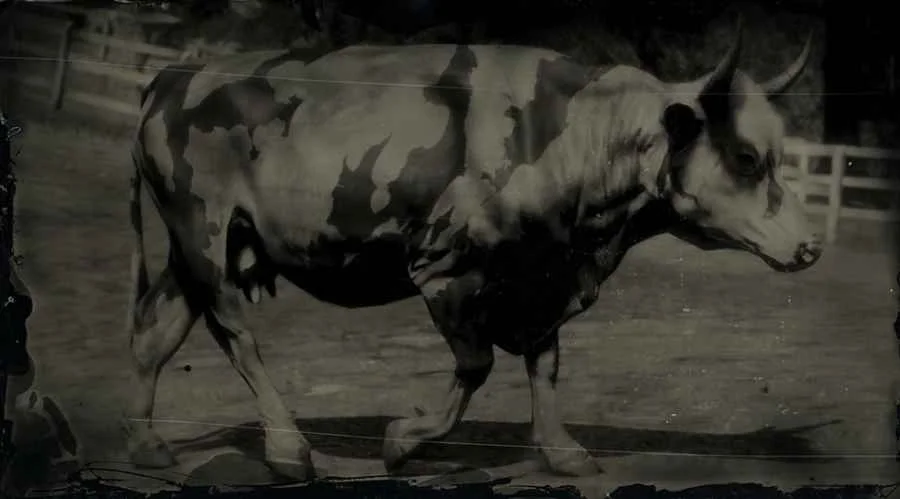 Florida Cracker Cow