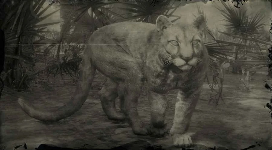 Florida Panther