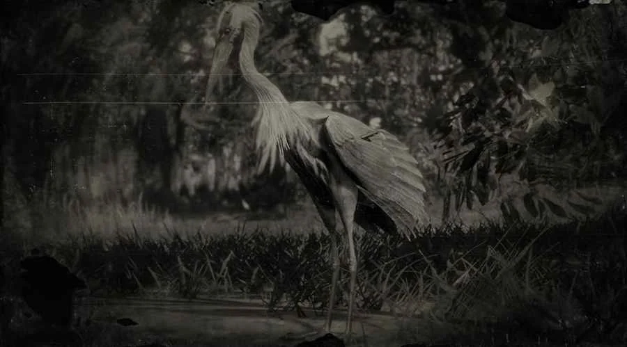 Great Blue Heron