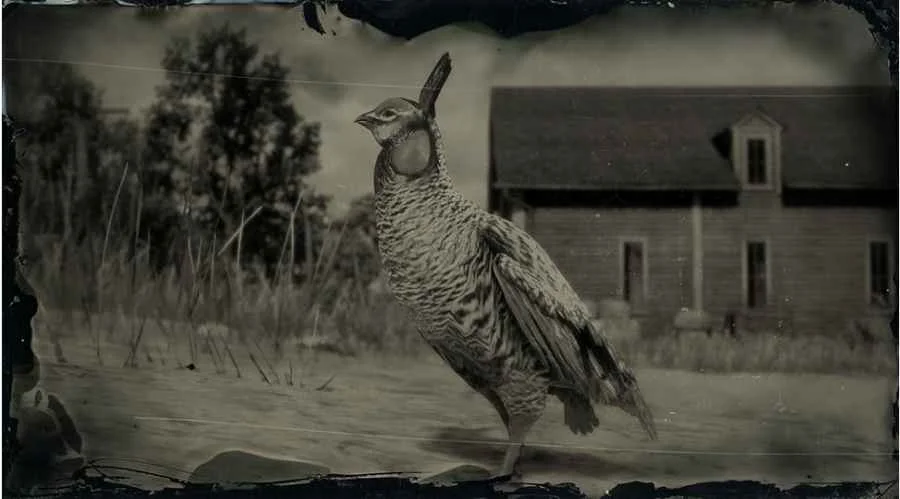 Greater Prairie Chicken