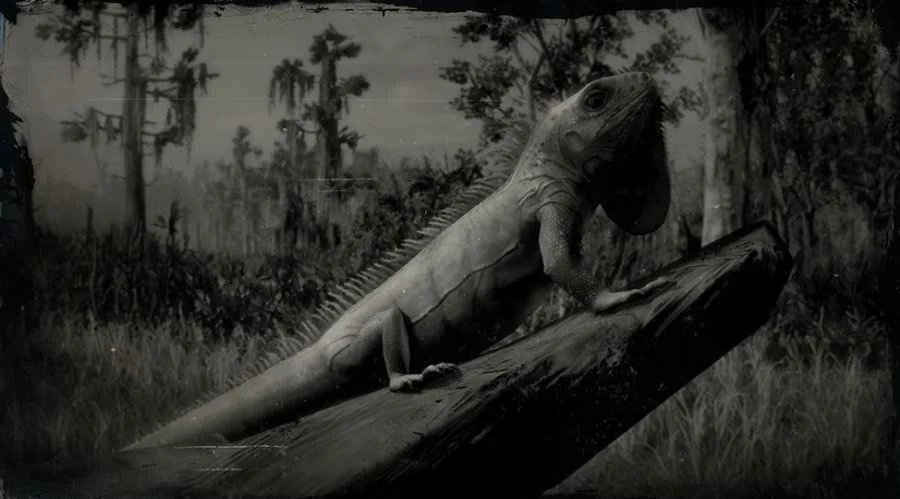 Green Iguana