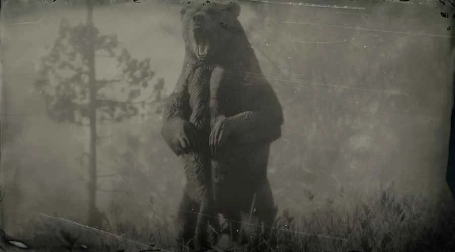 Grizzly Bear