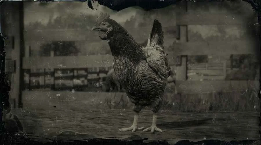 Java Chicken