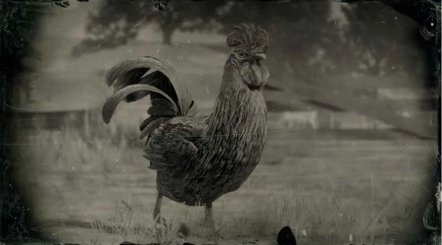 Java Rooster