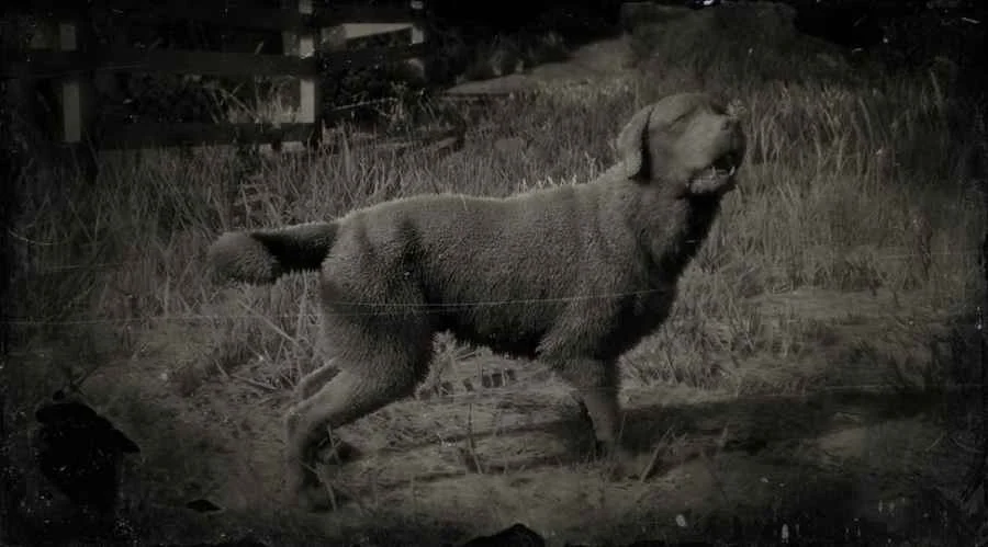 Labrador Retriever