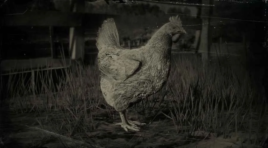 Leghorn Chicken