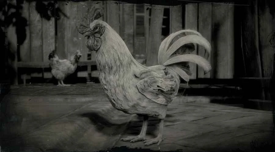 Leghorn Rooster