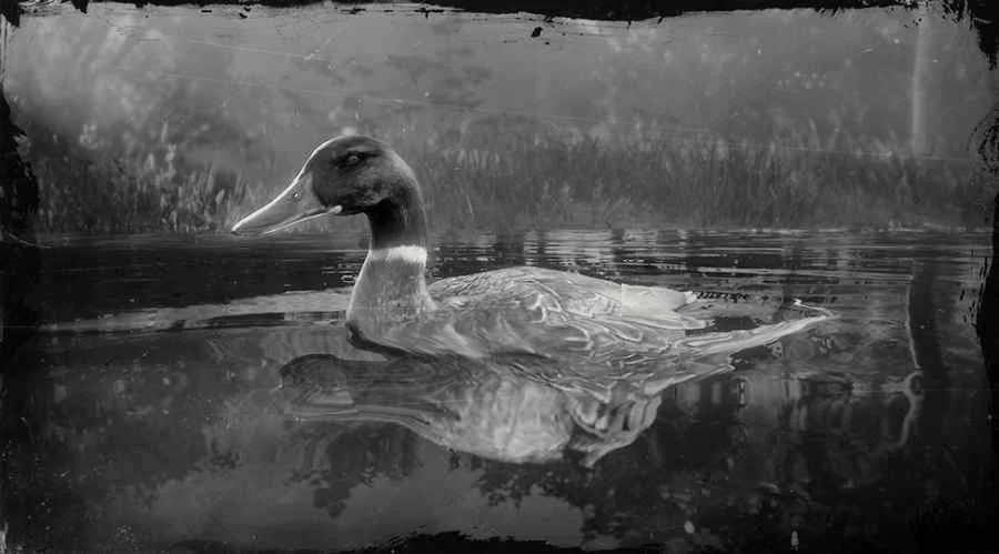 Mallard Duck