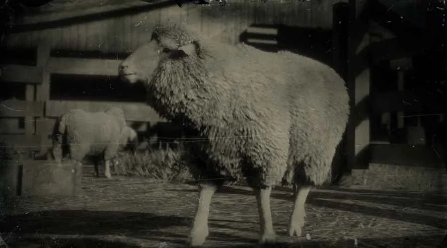 Merino Sheep
