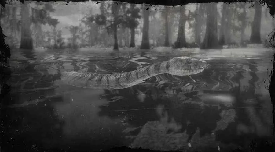 Midland Water Snake