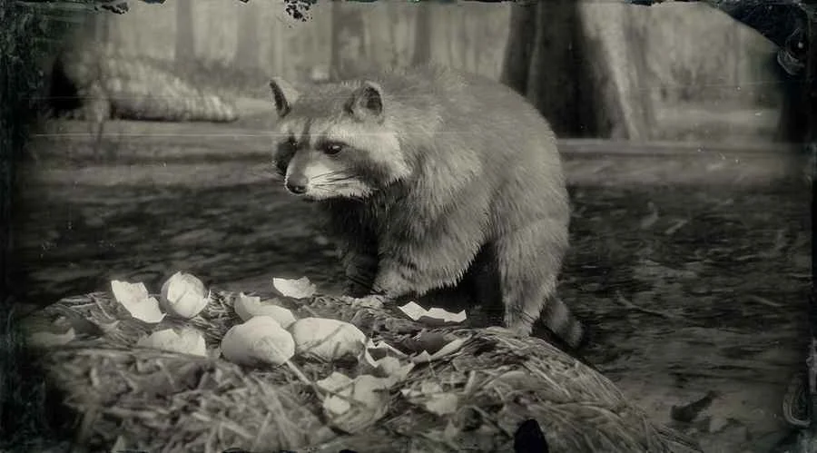 North American Raccoon