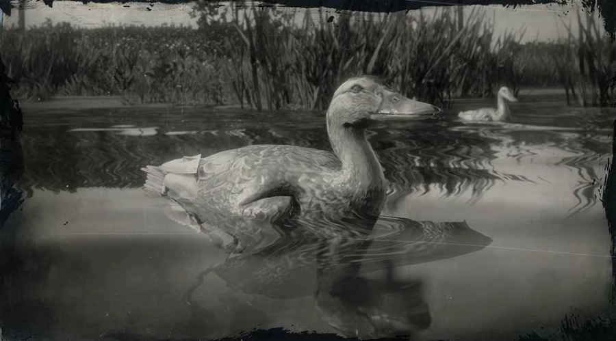 Pekin Duck