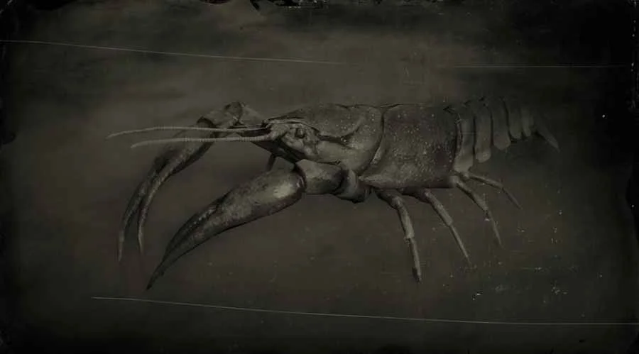 Red Swamp Crayfish