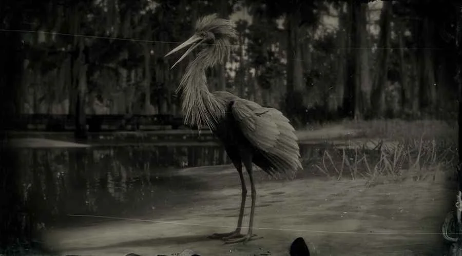 Reddish Egret