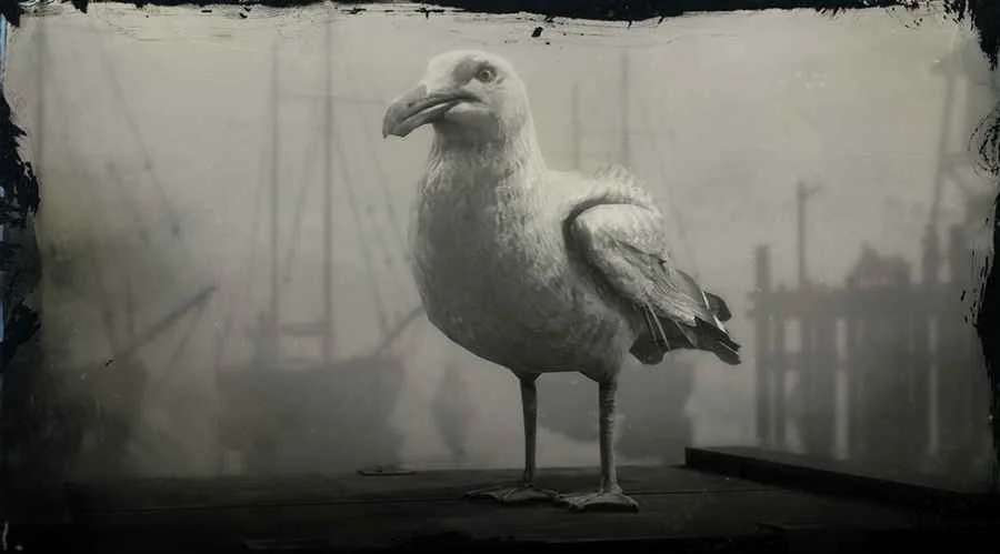 Ring-billed Gull