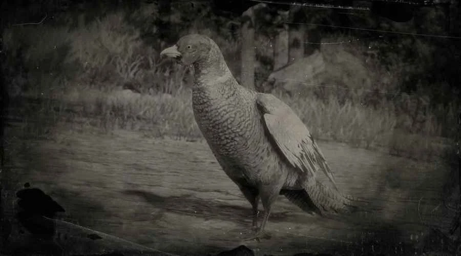 Ring-necked Pheasant