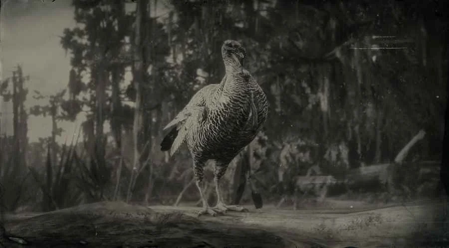 Rio Grande Wild Turkey