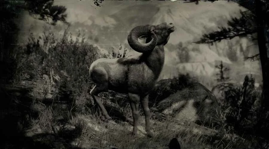 Rocky Mountain Bighorn Ram