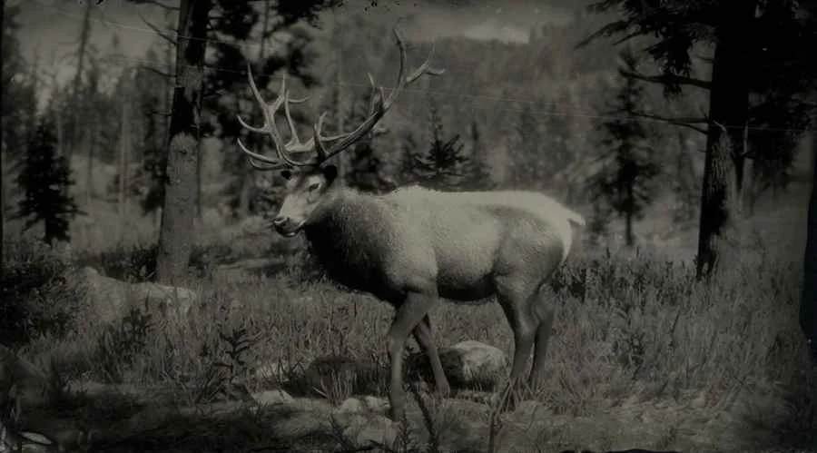 Rocky Mountain Bull Elk