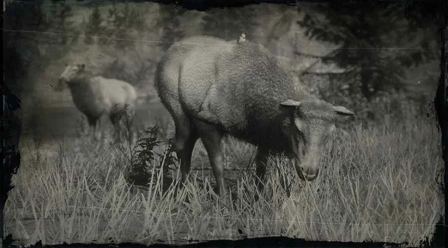 Rocky Mountain Cow Elk