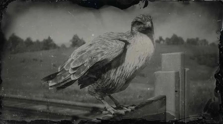 Rough-legged Hawk