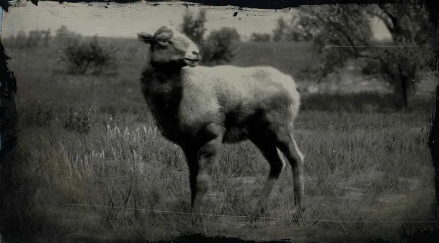 Sierra Nevada Bighorn Sheep