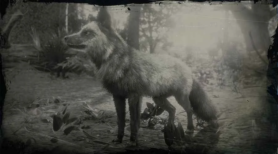 Silver Fox